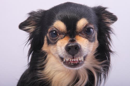 5 recomendaciones para manejar la agresividad de mi perro