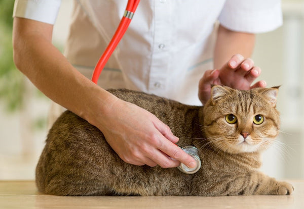 Importancia de la vacunación en gatos