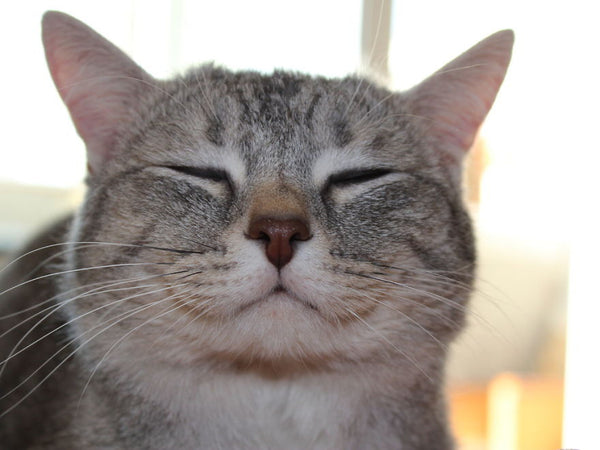 ¿Cómo hacer feliz a un gato en 5 pasos?