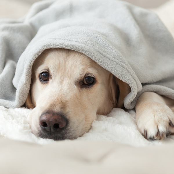 ¿Cuánto frío puede soportar un perro?