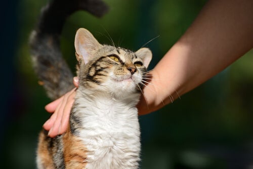 Los 4 errores en la educación de tu gato