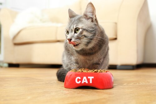 ¿Cuánto, cuándo y cómo, debe comer tu gato?