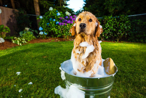 8 mitos sobres el baño de los perros