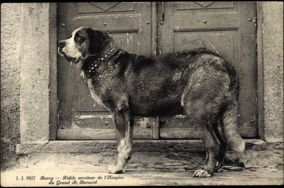 Los 5 perros que hicieron historia