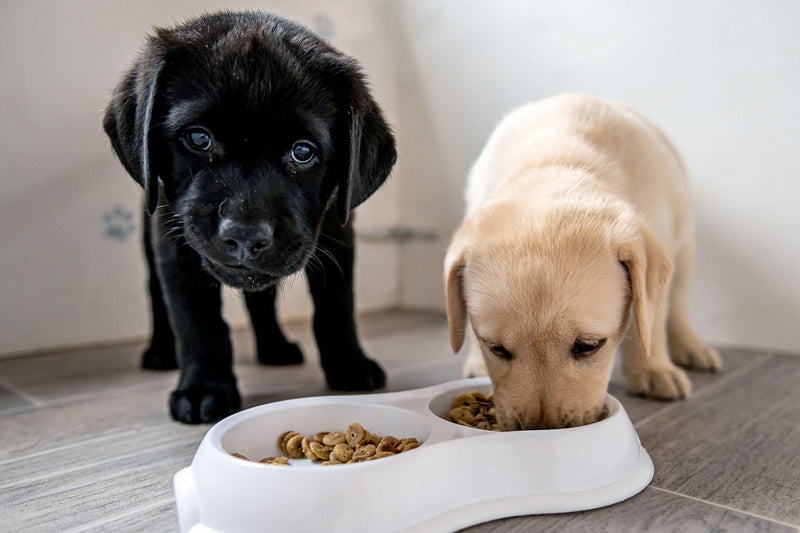 Multivitaminas para cachorros: ¿Qué debes saber?