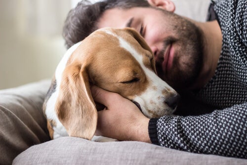 La importancia de contar con una mascota en cuarentena