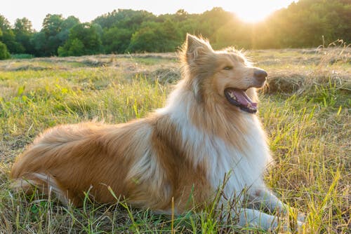 5 razas de perros tranquilos