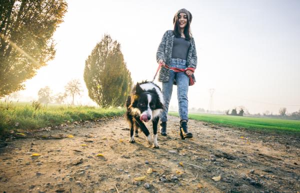 ¿Cómo pasear correctamente a tu perro?