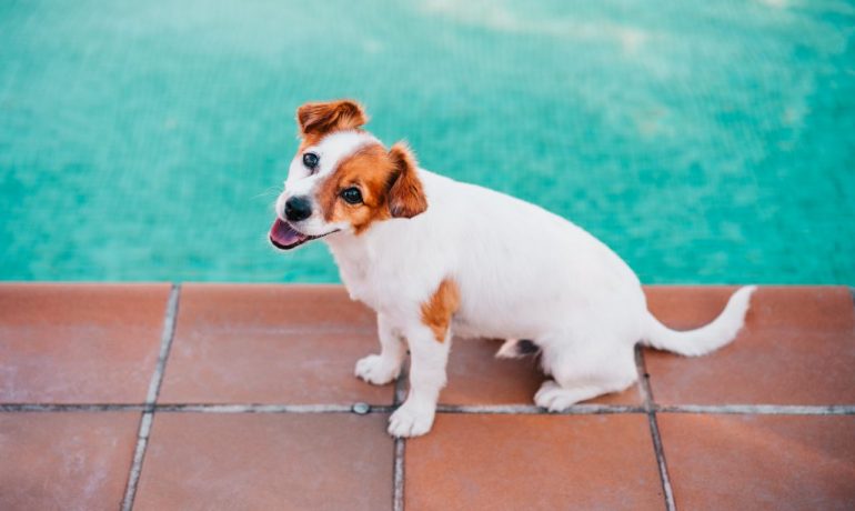¿Es bueno llevar al perro a la piscina?