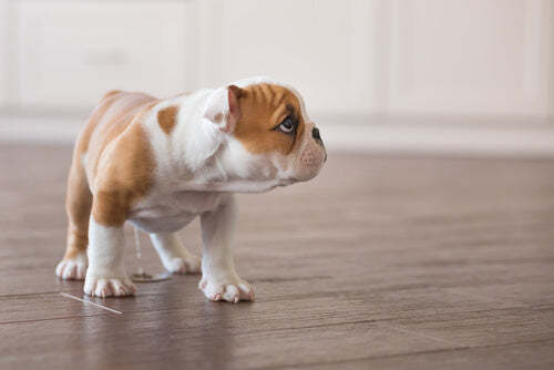 Evitar que tu perro orine dentro de casa