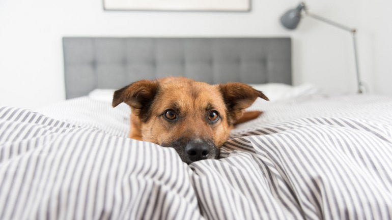 ¿Por qué los perros rascan la cama antes de acostarse?
