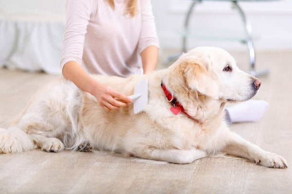 Muda de pelo en perros: ¿Cuánto dura?