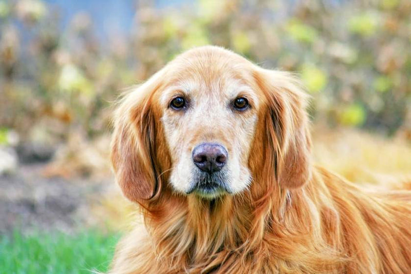 Mi perro anciano ¿aún puede aprender algo?