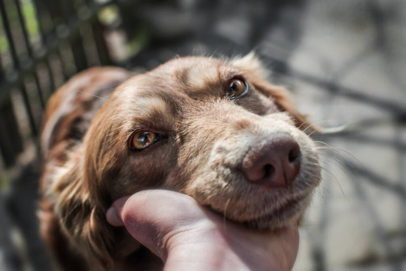 ¿Cuál es la raza de perro más longeva?
