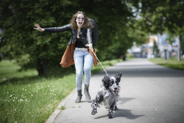 Los paseos diarios: cinco consejos para animar a tu perro
