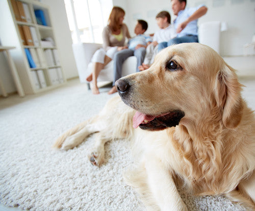 ¿A tu perro no le gustan las visitas? Sigue estos consejos: