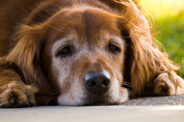 ¿Cómo saber si mi perro tiene artritis?