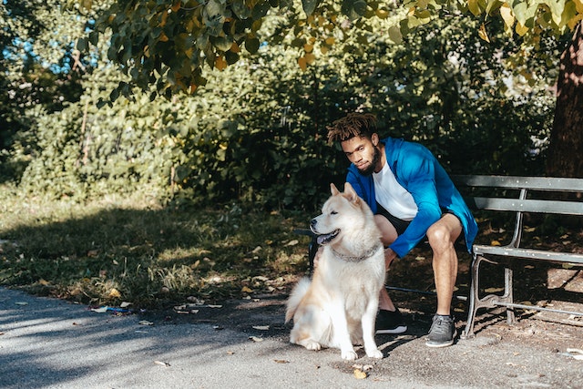 Actividades ideales a realizar si tienes un perro en casa o departamento.