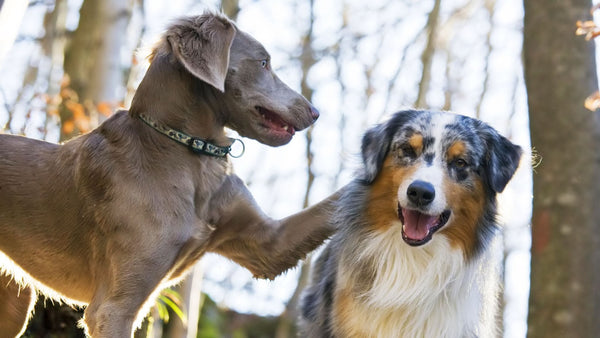 Las 3 mejores formas de socializar un perro